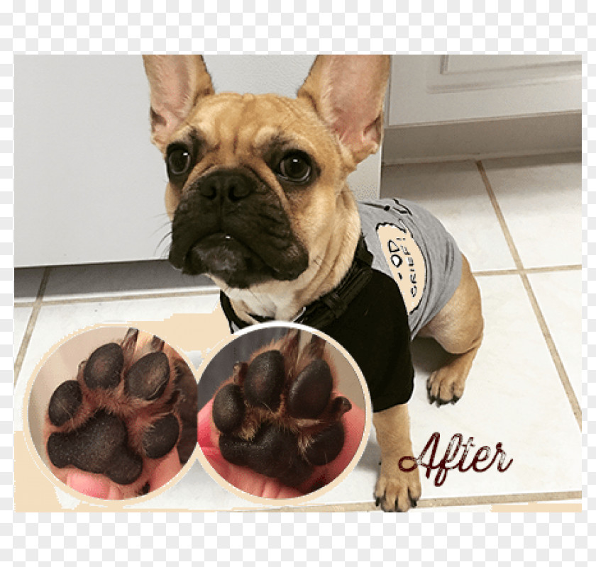 Frenchie French Bulldog Toy Paw Dog Breed PNG