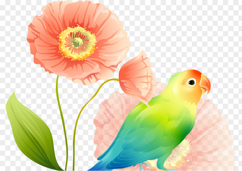 Parrot Lovebird Wallpaper PNG