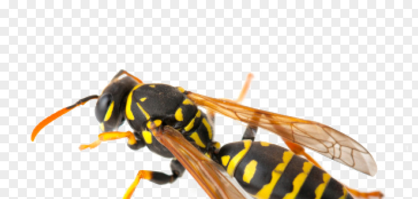 Wasp Identification Hornet Insect Pest Control Exterminator PNG