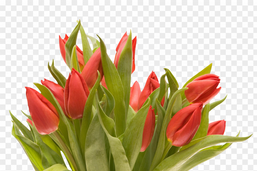 Bouquet Flowers Tulip Floral Design Cut Flower PNG