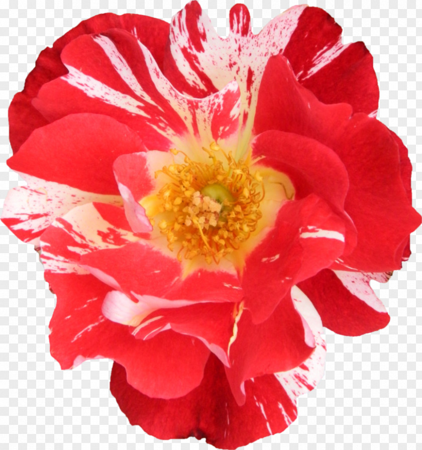 Fresh Flowers Garden Roses Cabbage Rose Floribunda Chinese Cuisine Peony PNG