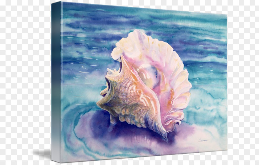 Painting Watercolor Lobatus Gigas Seashell Conch PNG
