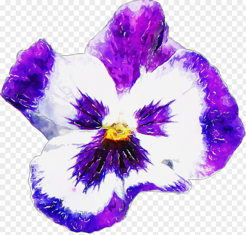 Pansy Flower Lilac Ornamental Plant Orchids PNG