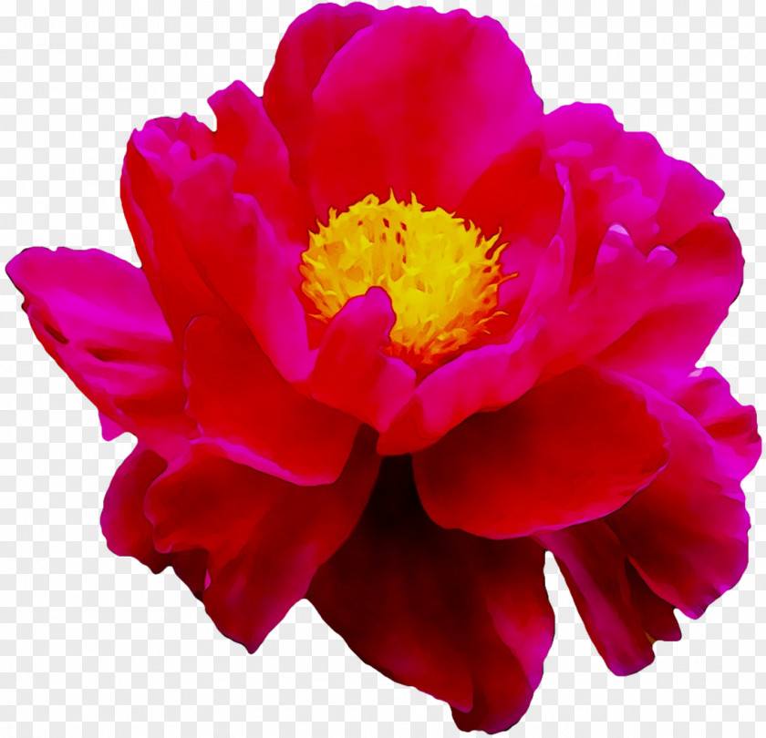 Peony Herbaceous Plant Annual Cut Flowers Magenta PNG