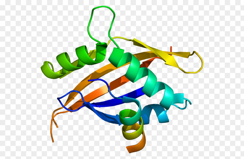 Several Nuclear Receptor Coactivator 1 Thyroid Hormone PNG
