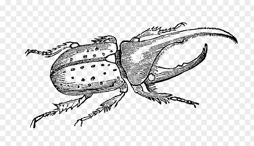 Beetle Hercules Weevil Animal Illustrations Drawing PNG