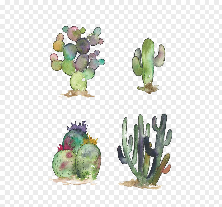 Cactus Cactaceae Watercolor Painting Opuntia Engelmannii Succulent Plant Illustration PNG