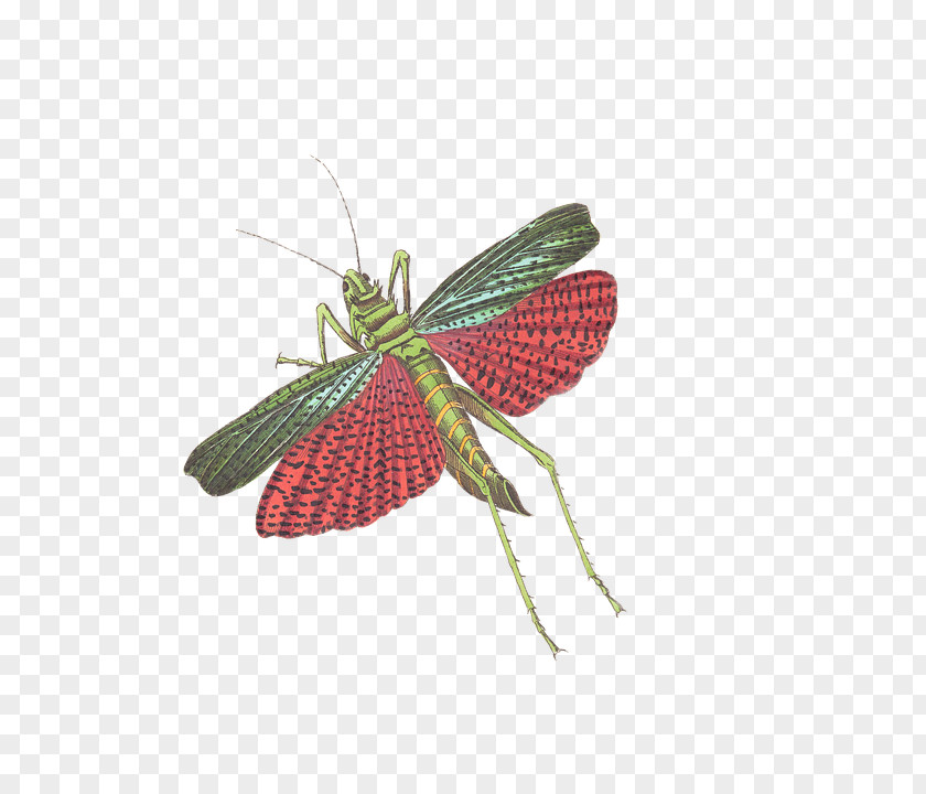 Grasshopper Insect Caelifera Illustration PNG