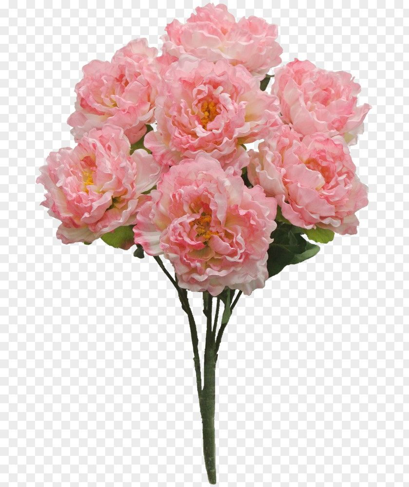 Peonies Flower Garden Roses Centifolia Peony Shrub PNG