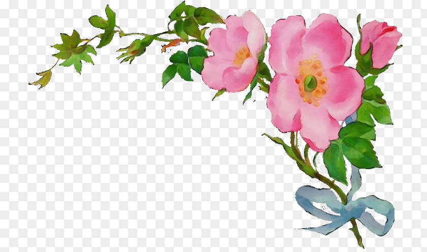 Rosa Wichuraiana Pedicel Watercolor Floral Background PNG