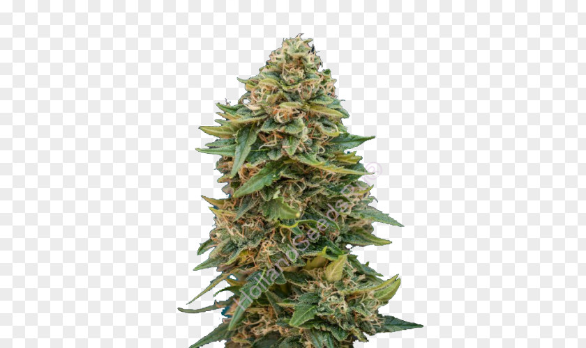 Skunk Barneys Farm Shop Cannabis Cup Seed Sativa PNG