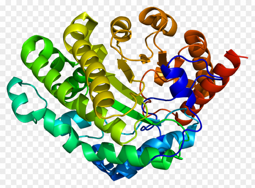 Uroporphyrinogen III Decarboxylase Carboxy-lyases Enzyme PNG