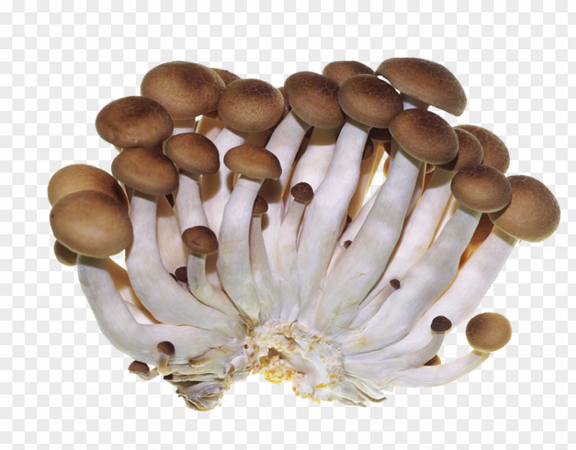 Vegetables And Mushrooms Oyster Mushroom Edible Shiitake PNG