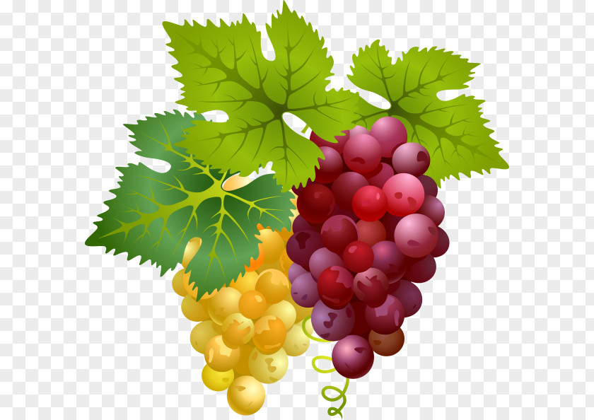 Vector Grape Fruit Divertimento Neue Mozart-Ausgabe PNG