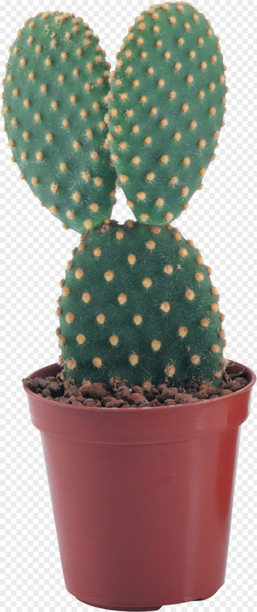 Cactus Pilosocereus Succulent Plant Clip Art PNG