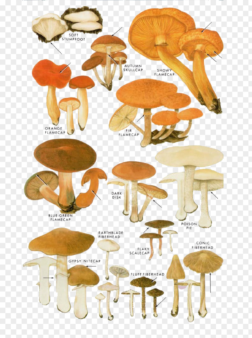 Cartoon Yellow Mushrooms Edible Mushroom Fungus Shiitake Illustration PNG