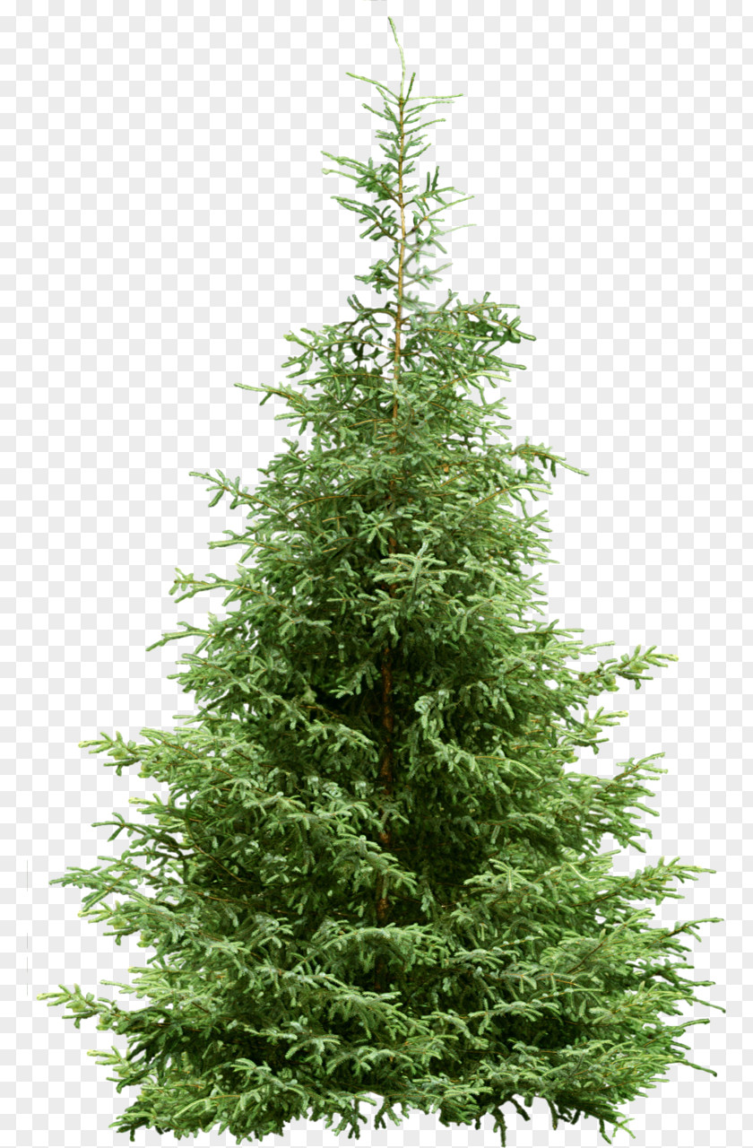 Fir-tree Tree Pine Fir Spruce PNG