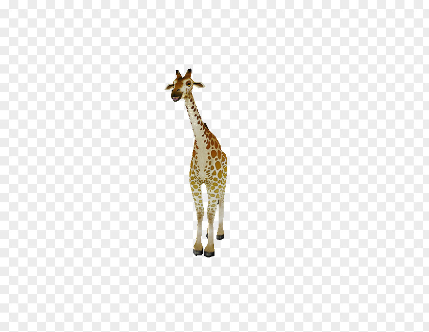 Giraffe Neck Terrestrial Animal Wildlife PNG