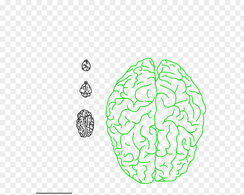 Leaf Brain Human Behavior PNG