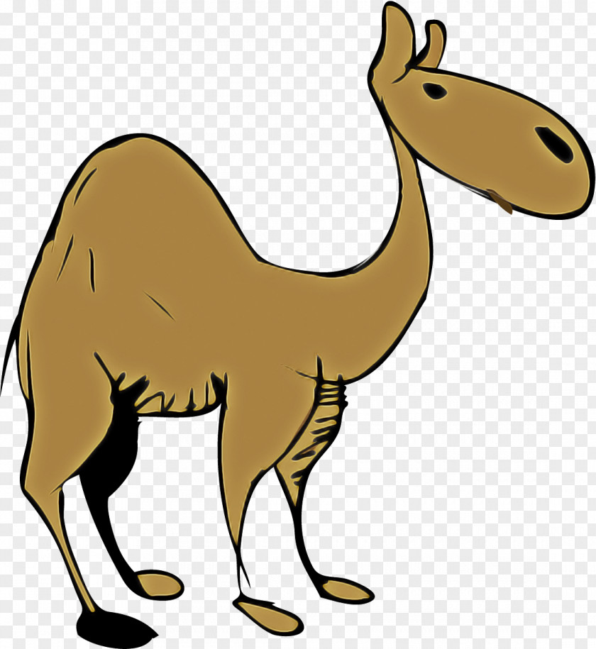 Llama Cartoon PNG