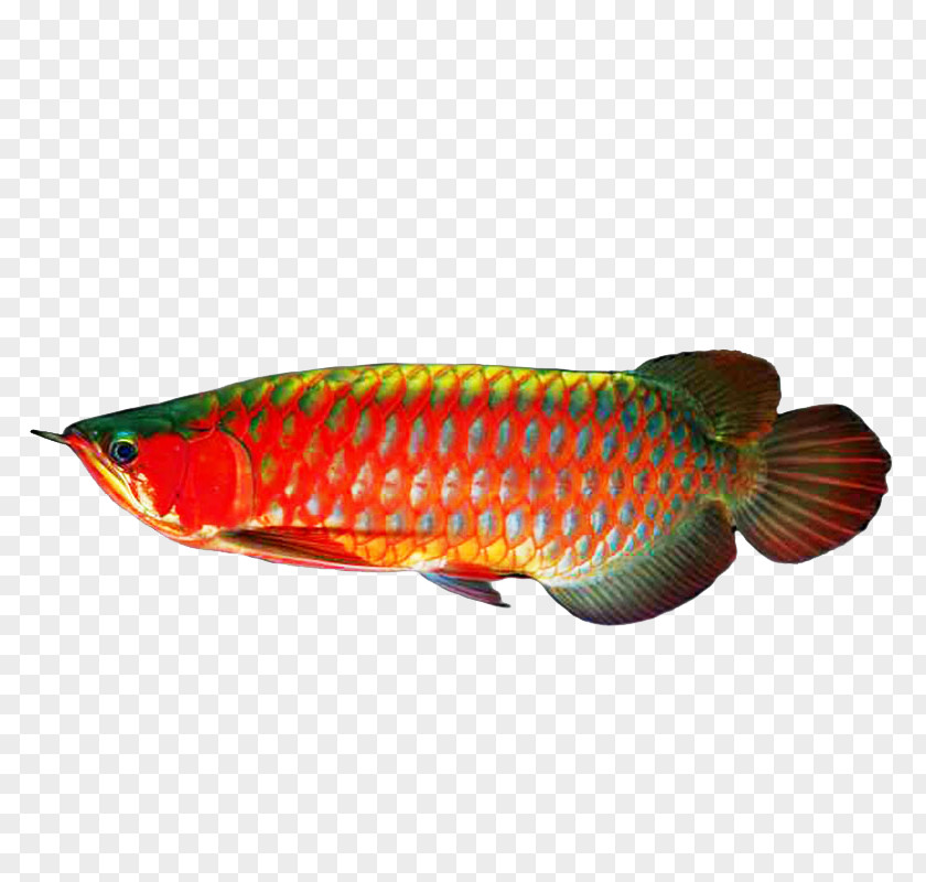 Imperial Dragon Blood Red Super Wild Chixue Dragons Fish PNG