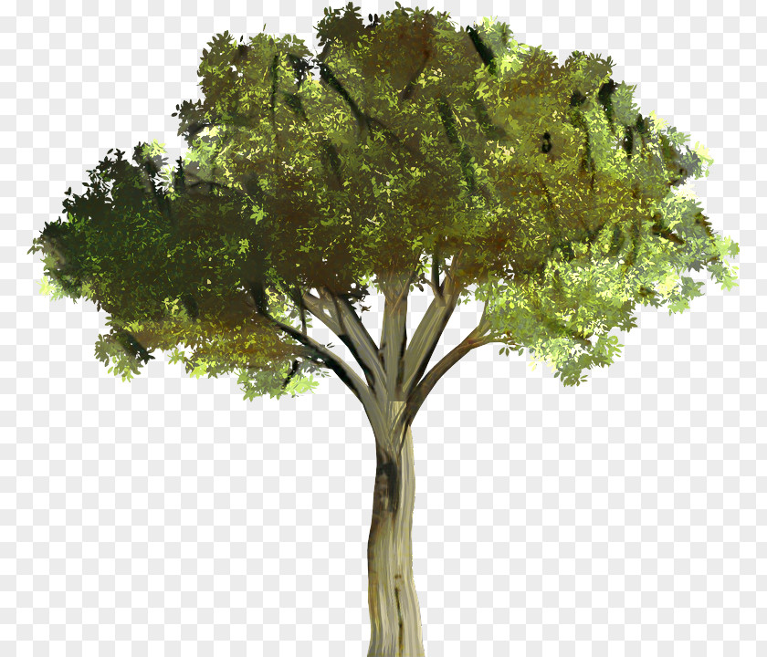 Oak Trunk Tree Branch Silhouette PNG