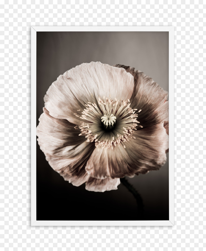 Protea Watercolor Still Life Photography Poppy Art PNG