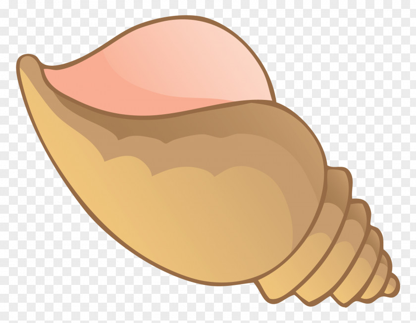 Seashell Conch Clip Art Image Drawing PNG