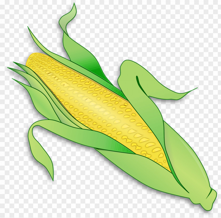 Corn On The Cob Leaf Watercolor PNG