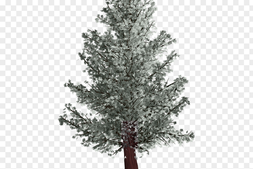 Fontana Di Trevi Spruce Fir Tree Pine Winter PNG