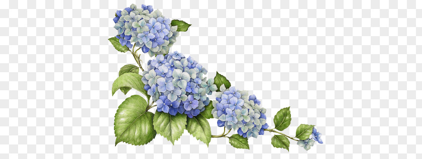 Hand-painted Hydrangea PNG hydrangea clipart PNG