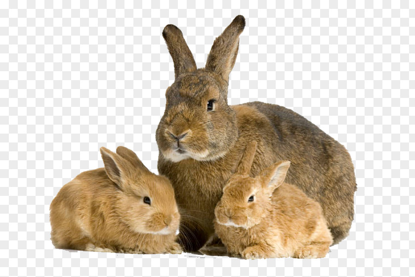 Rabbit Mother Cat Infant PNG