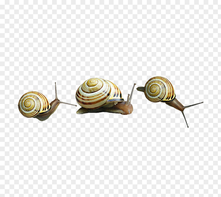 Snails Snail Clip Art PNG