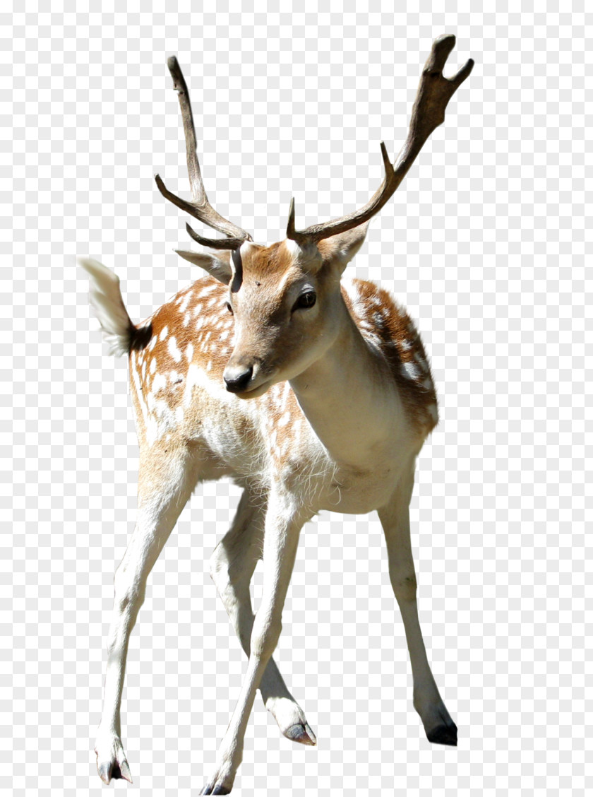 Bighorn Deer Bucks Clip Art PNG
