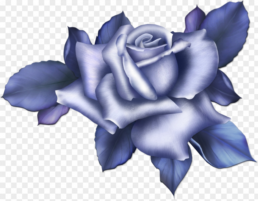 Blue Flower Beach Rose Color PNG