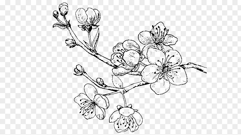 Cherry Blossom Paper Drawing Coloring Book Sweet PNG