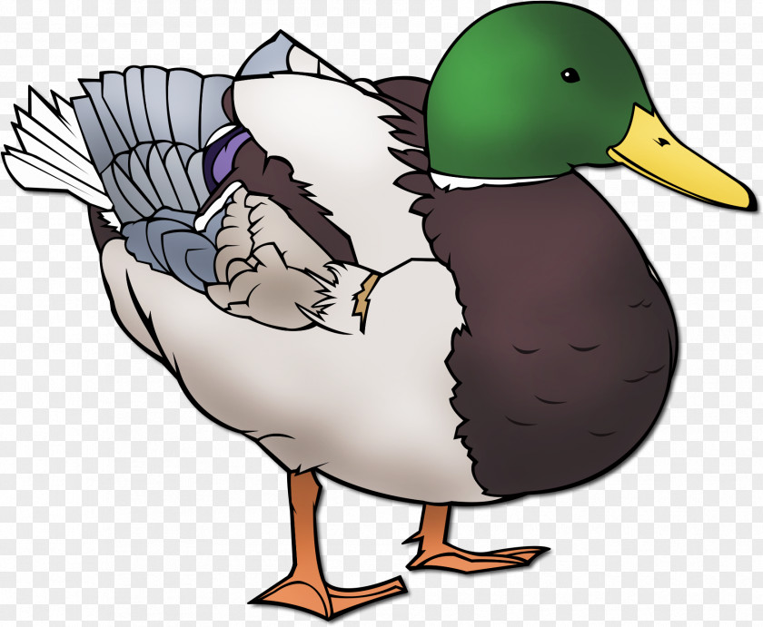 Duck Mallard Daffy Swans Goose PNG
