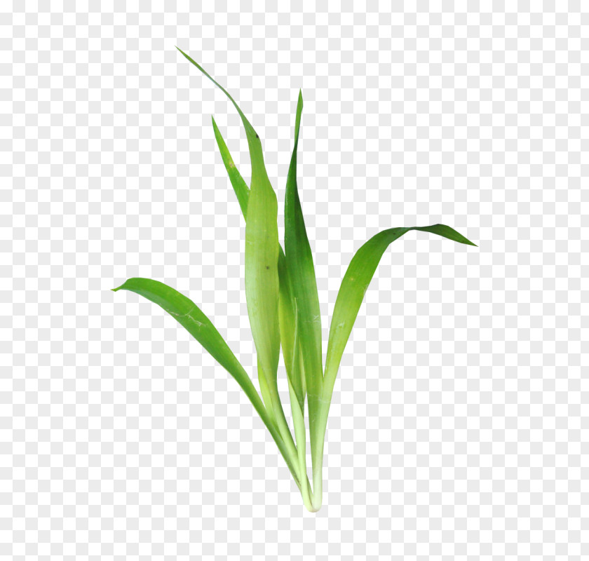 Grass Leaf Aquatic Plant Download Clip Art PNG