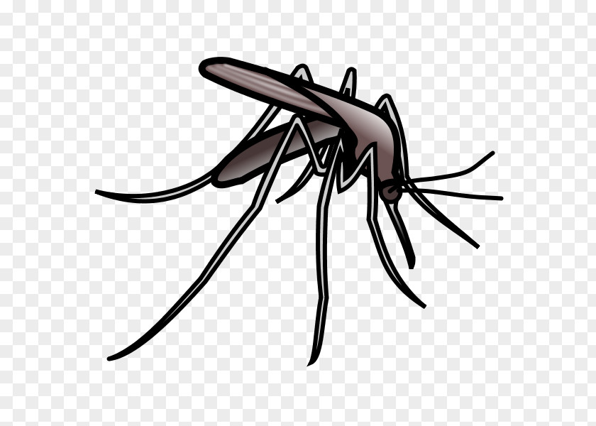 Mosquito Web Browser Clip Art PNG