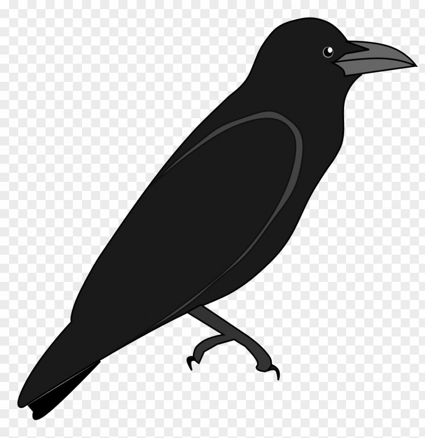 The Crow American New Caledonian Wikimedia Commons Foundation PNG