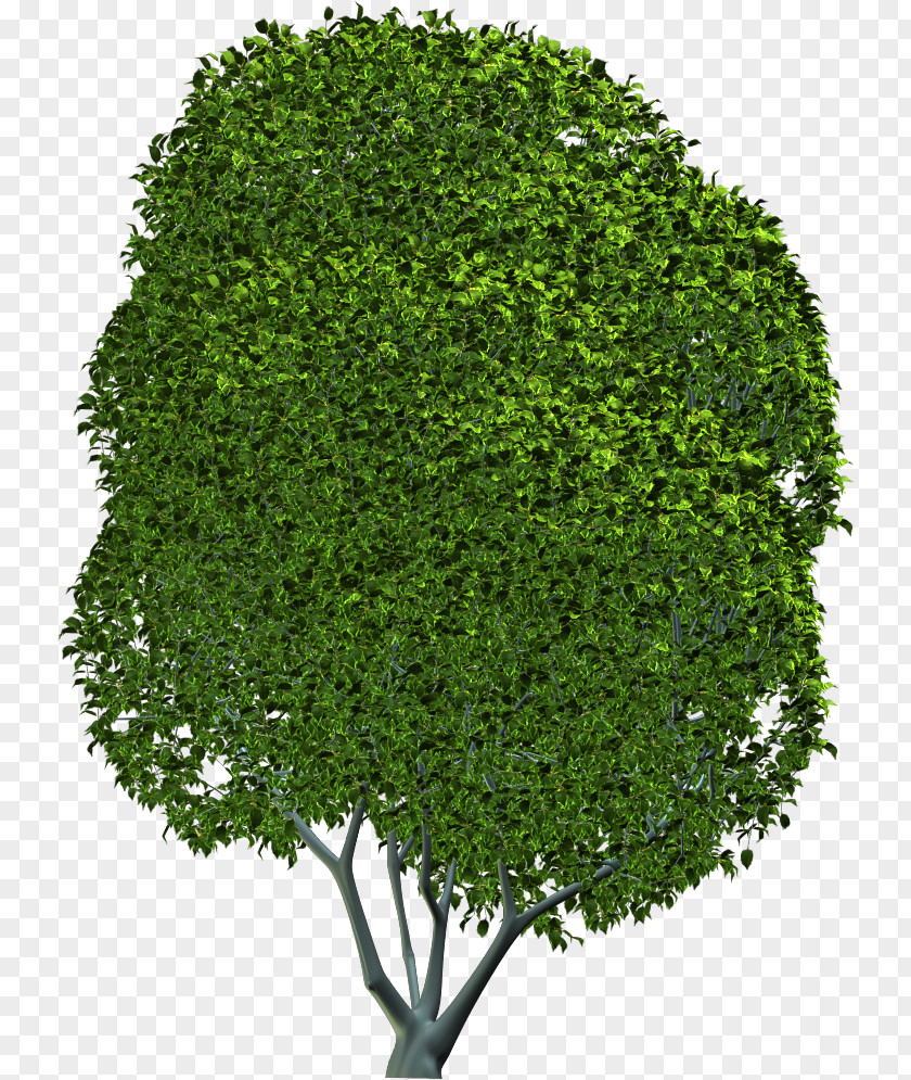 Tree Shrub Evergreen Leaf Herb PNG