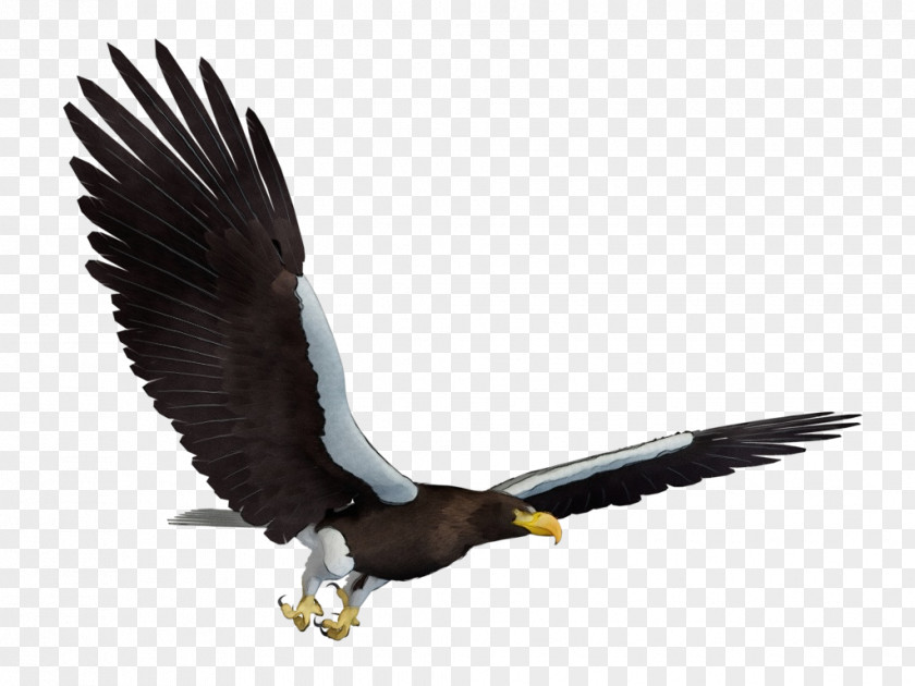 Claw Falconiformes Sea Bird PNG