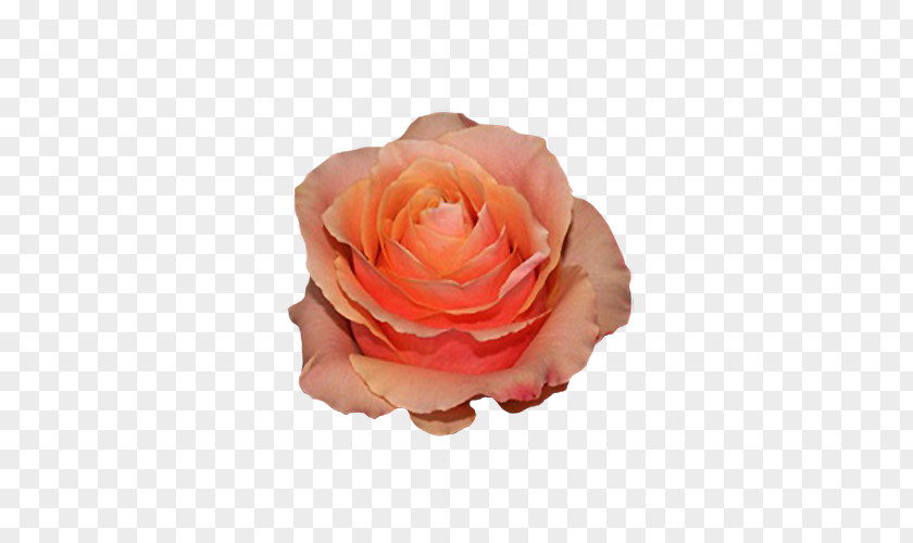 Flower Garden Roses Cabbage Rose Floribunda Ecuador PNG