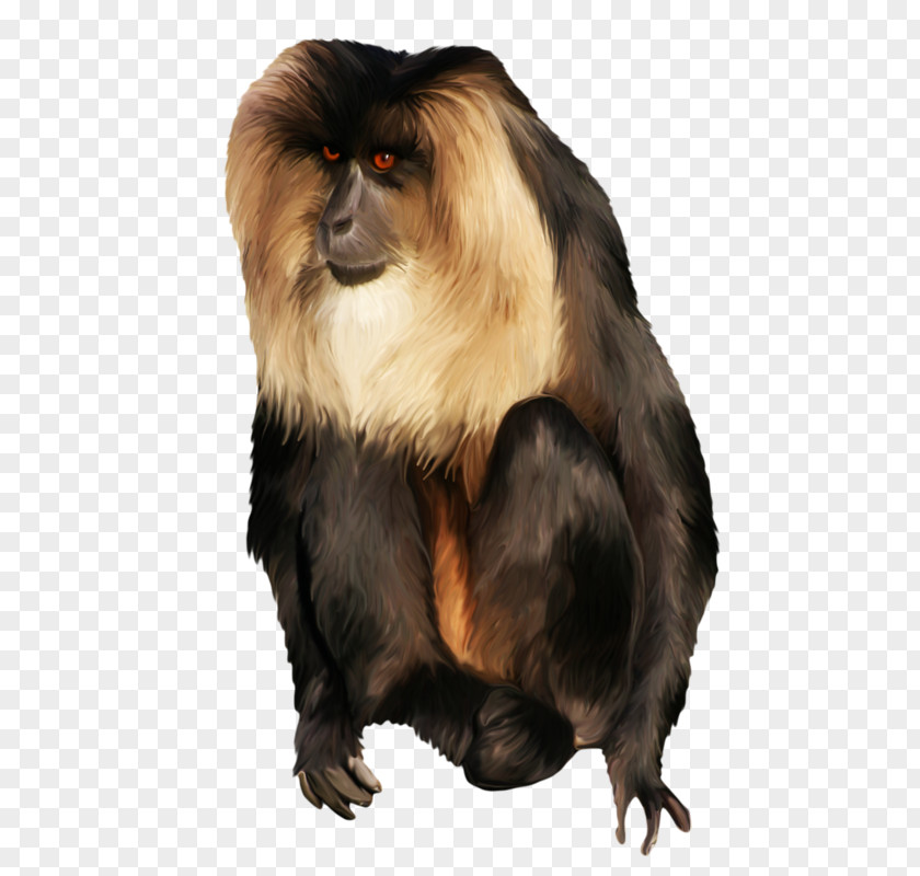 Monkey Macaque Yellow Baboon Cercopithecidae PNG