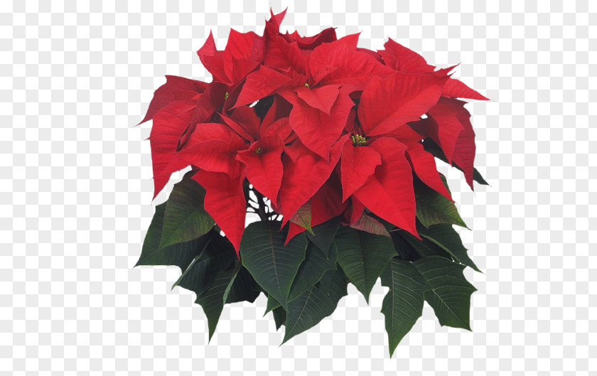 Poinsettia Flower Christmas Leaf Adidas PNG