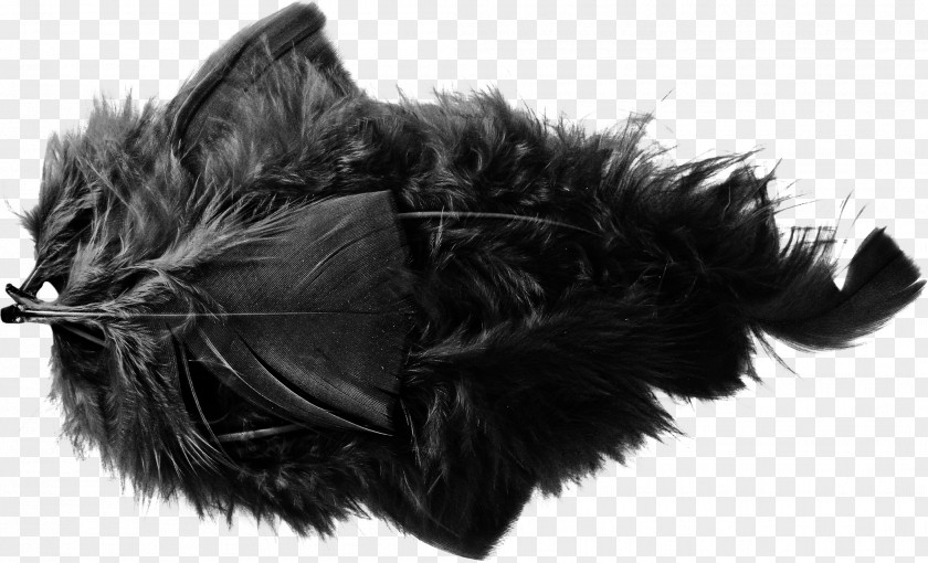 Beautiful Black Feather Euclidean Vector Gratis PNG