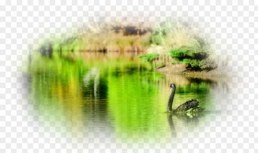 Bird Black Swan Goose Desktop Wallpaper Duck PNG