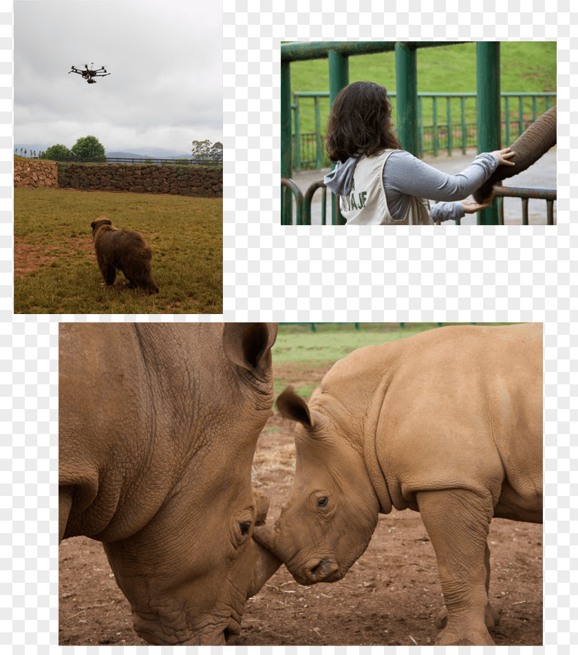 Ephedia Partie 2 Rhinoceros Wildlife Terrestrial Animal Snout Safari PNG