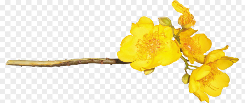 Flower Petal Chrysanthemum Clip Art PNG