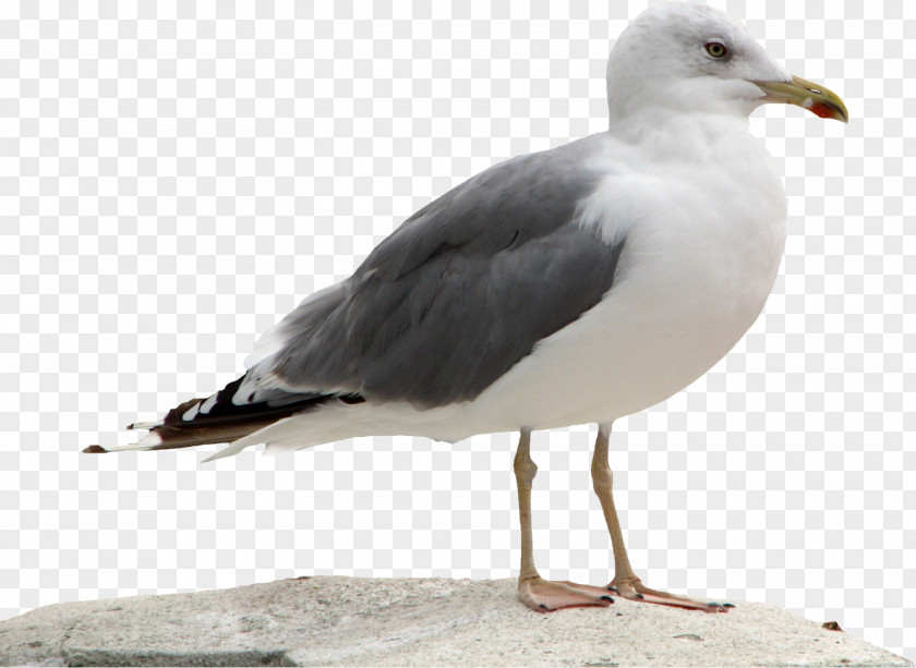 Gull Laridae Great Black-backed Icon PNG